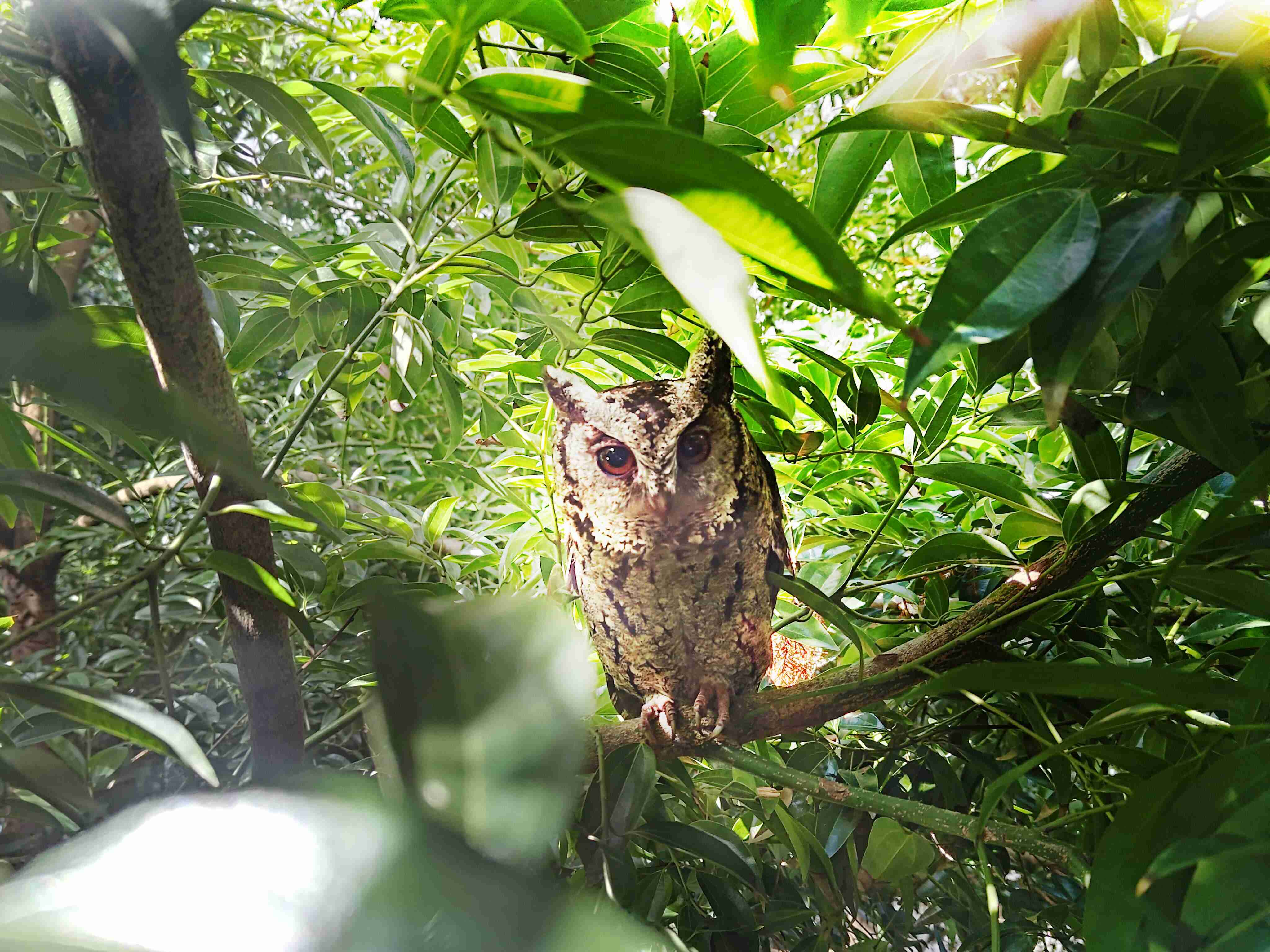森林舞会致力提倡净零绿生活，，，16年以来在全球各厂区植树逾百万棵，，，，造就各厂区树木蔚然成林，，，，犹如森林工厂，，，成为许多生物的栖息地